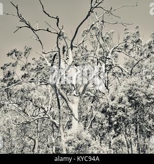 Albero morto in un eucalipto dominato sclerophyll secco foresta in bianco e nero, Clairview, Queensland, Australia Foto Stock