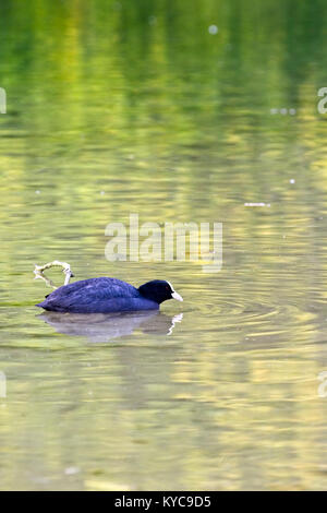 Eurasian Coot (Fulica altra) in minaccia la visualizzazione su un piccolo lago Sussex, Inghilterra, Regno Unito. Foto Stock