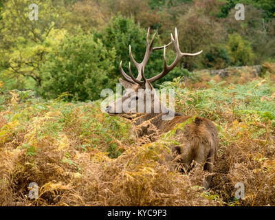 Unico grande maschio adulto Red Deer cervo (Cervus elaphus) con corna tra alte bracken nella foresta di Charnwood, Leicestershire, England, Regno Unito Foto Stock