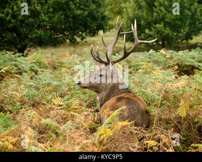 Unico grande maschio adulto Red Deer cervo (Cervus elaphus) con corna tra alte bracken nella foresta di Charnwood, Leicestershire, England, Regno Unito Foto Stock