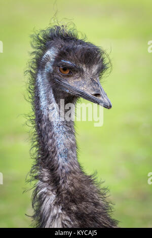 Una uem prendendo una posa nel Parco Naturale Cleland Foto Stock