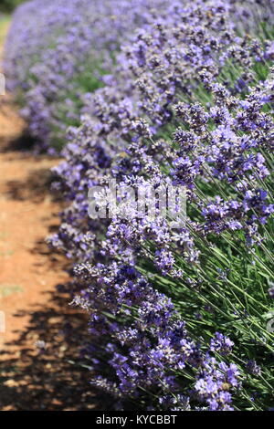 Lavandula angustifolia o noto come lavanda inglese Foto Stock