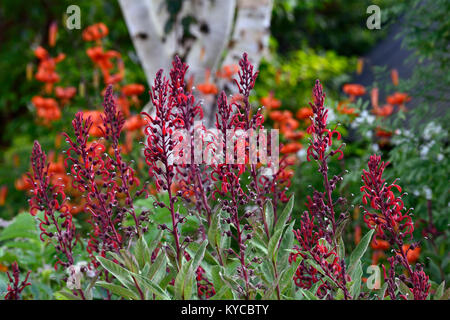 Lobelia tupa,Devil's fiore di tabacco,rosso,fiori,fioritura,spike,guglia,tall,perenne,giardino,giardino,RM Floral Foto Stock