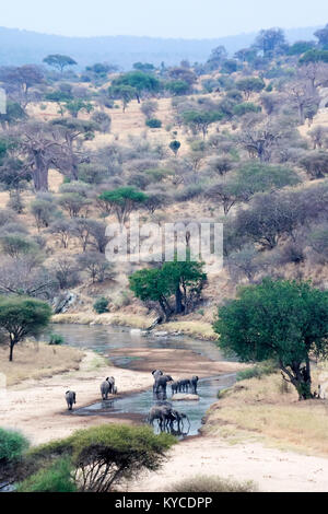 Elephant con baby acqua potabile in Tanzania Parco Fiume Foto Stock