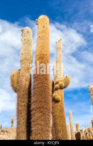 Aitiplano, isola di Cactus. Solar de Uyuni Bolivia Foto Stock
