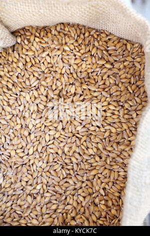 Il grano. Fresche biologiche Einkorn chicchi di grano nel sacco bianco, vista dall'alto del cibo sano Foto Stock