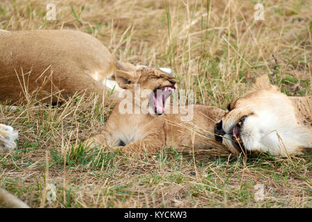 Leone ruggente bambino con madre di dormire su erba Foto Stock