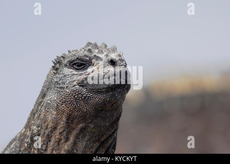 Galapagos iguane marine (Amblyrhynchus cristatus), Punta Moreno, Isabela, Isole Galapagos Foto Stock