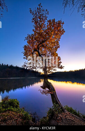 Un autunno magnifico tramonto sul lago risplende attraverso foglie di autunno di un albero shapely con belle riflessioni sulla serena flat-acqua calma. Foto Stock