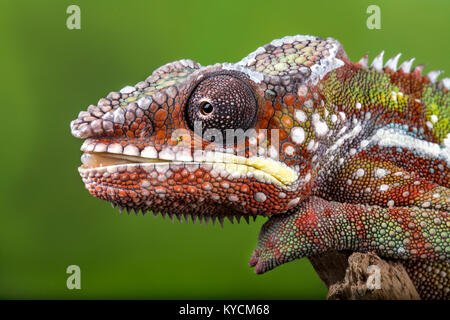 Un colorato Panther Chameleon guardando avanti e circa per colpire con la sua tounge.Con la release. Foto Stock