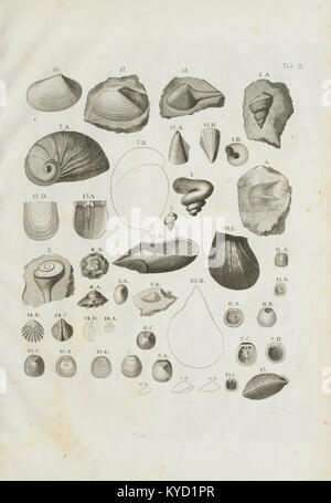 Petrificata suecana formationis cretaceae (tabella III) BHL48250224 Foto Stock