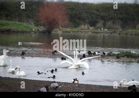 Slimbridge, UK. Xiv gen, 2018. Meteo REGNO UNITO: uccelli hanno già iniziato la preparazione per la primavera in Slimbridge cantando, ballando, combattere ed eventualmente costruiscono i loro nidi. I primi segni di primavera sono ovunque. Credito: BC fotografia/Alamy Live News Foto Stock