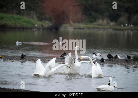 Slimbridge, UK. Xiv gen, 2018. Meteo REGNO UNITO: uccelli hanno già iniziato la preparazione per la primavera in Slimbridge cantando, ballando, combattere ed eventualmente costruiscono i loro nidi. I primi segni di primavera sono ovunque. Credito: BC fotografia/Alamy Live News Foto Stock