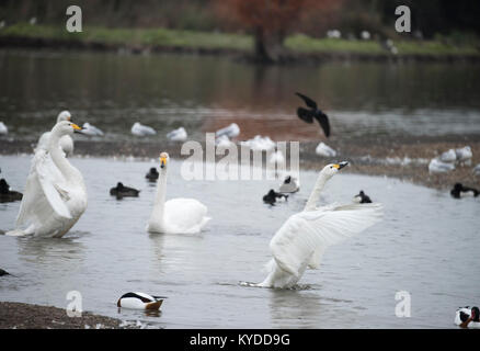 Slimbridge, UK. Xiv gen, 2018. Meteo REGNO UNITO: uccelli hanno già iniziato la preparazione per la primavera in Slimbridge cantando, ballando, combattere ed eventualmente costruiscono i loro nidi. I primi segni di primavera sono ovunque. Credito: BC fotografia/Alamy Live News Foto Stock