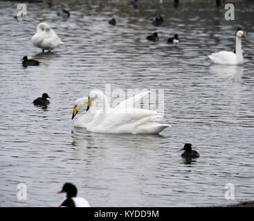 Slimbridge, UK. Xiv gen, 2018. Meteo REGNO UNITO: uccelli hanno già iniziato la preparazione per la primavera in Slimbridge cantando, ballando, combattere ed eventualmente costruiscono i loro nidi. I primi segni di primavera sono ovunque. Credito: BC fotografia/Alamy Live News Foto Stock