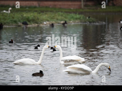 Slimbridge, UK. Xiv gen, 2018. Meteo REGNO UNITO: uccelli hanno già iniziato la preparazione per la primavera in Slimbridge cantando, ballando, combattere ed eventualmente costruiscono i loro nidi. I primi segni di primavera sono ovunque. Credito: BC fotografia/Alamy Live News Foto Stock