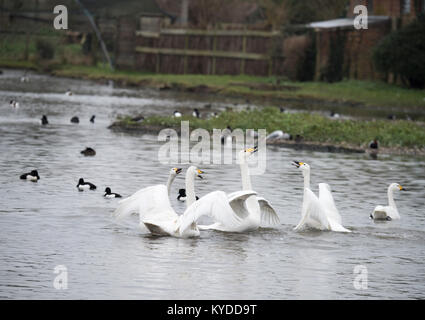 Slimbridge, UK. Xiv gen, 2018. Meteo REGNO UNITO: uccelli hanno già iniziato la preparazione per la primavera in Slimbridge cantando, ballando, combattere ed eventualmente costruiscono i loro nidi. I primi segni di primavera sono ovunque. Credito: BC fotografia/Alamy Live News Foto Stock