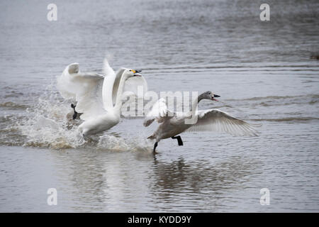 Slimbridge, UK. Xiv gen, 2018. Meteo REGNO UNITO: uccelli hanno già iniziato la preparazione per la primavera in Slimbridge cantando, ballando, combattere ed eventualmente costruiscono i loro nidi. I primi segni di primavera sono ovunque. Credito: BC fotografia/Alamy Live News Foto Stock