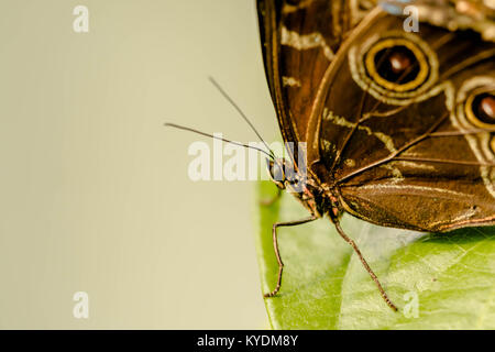 Blue morpho arroccato su una foglia verde Foto Stock