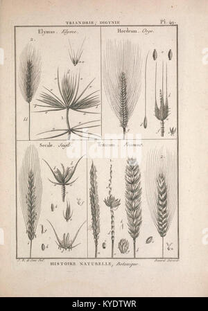 Tableau encyclopédique et méthodique des Trois règnes de la Nature (12459096665) Foto Stock