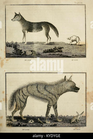 Il regno animale, o sistema zoologico, del celebre Sir Charles Linnaeus (Pl. 136) (7064276087) Foto Stock