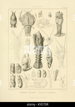 Traité de paléontologie (Pl. XLII) BHL14918197 Foto Stock