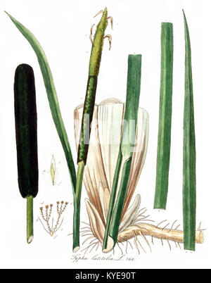 Un'illustrazione botanica del Typha latifolia (coda di gatto comune) del volume 10 di Flora Batava, raffigurante la morfologia della pianta e le caratteristiche dell'habitat. Foto Stock