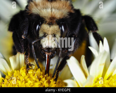 Grandi bumblebee raccogliere cibo su un fiore, vista frontale, la linguetta è visibile Foto Stock