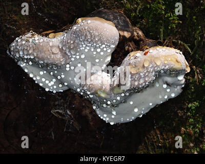 Guttation su Fomitopsis pinicola Foto Stock