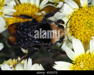 Grandi bumblebee raccogliere cibo su un fiore, vista dall'alto Foto Stock