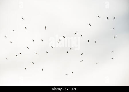 Stormi di uccelli volare nel cielo Foto Stock