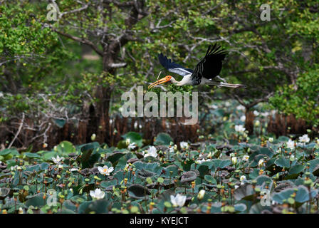 Dipinto di Stork - Mycteria leucocephala, Sri Lanka laghi Foto Stock