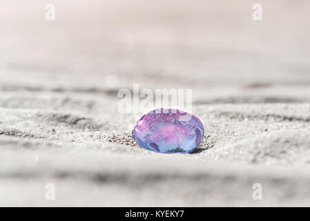 La luce del sole splende attraverso una bella rosa e viola shell sulla spiaggia sabbiosa Foto Stock