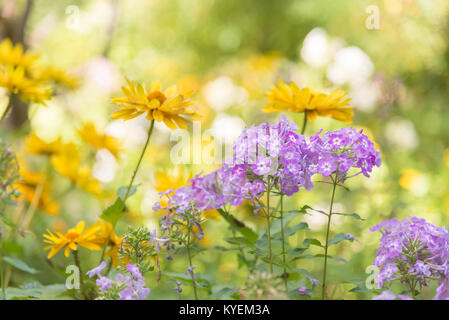Close-up di phlox viola e cono giallo fioriture dei fiori in un giardino estivo soleggiato Foto Stock