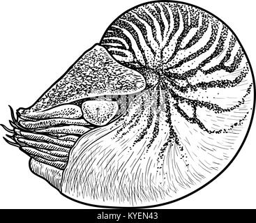 Shell Nautilus immagine, disegno, incisione, inchiostro, line art, vettore Illustrazione Vettoriale