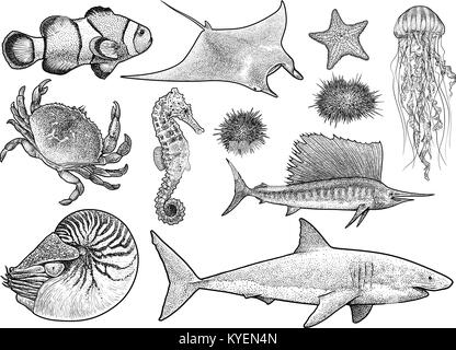 Animali marini collezione Illustrazione, disegno, incisione, inchiostro, line art, vettore Illustrazione Vettoriale