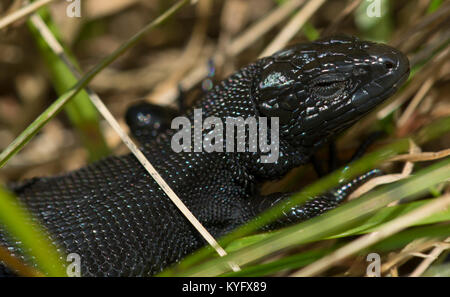 Melanistic/maschio nero lucertola comune/lucertola vivipara Zootoca vivipara nell Inghilterra del Nord Pennines Foto Stock