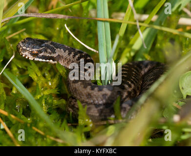 Nuovo nato/bambino/neonato sommatore Vipera berus in erba nell Inghilterra del Nord Regno Unito Foto Stock