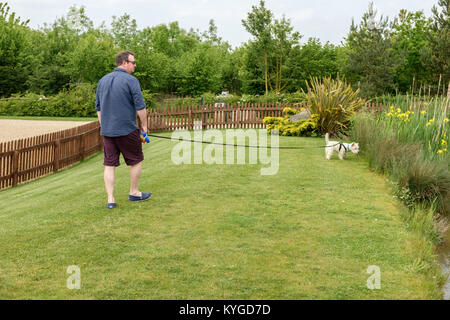 Uomo che indossa pantaloni corti a piedi una West Highland terrier (Westie) su un lungo filo circondato da una palizzata in legno recinzione e letti di fiori d'estate. Inghilterra, Regno Unito Foto Stock