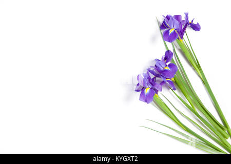 Iridi viola xiphium (a bulbo, iris sibirica) su sfondo bianco con spazio per il testo. Vista superiore, piatto laici. Messaggio di saluto festivo card per il giorno di San Valentino, Foto Stock