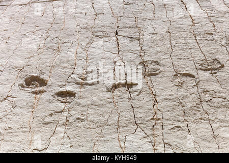 Vero e proprio footprint di dinosauri impresse nella roccia. Nacional park in Sucre, Bolivia. Stock Photo Foto Stock