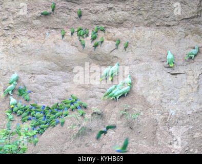 Una varietà di pappagalli sulle leccette di argilla sul fiume Napo nel Parco Nazionale di Yasuni, perché il parrotsb fare thisd non è chiaro ma è probablu collegato Foto Stock