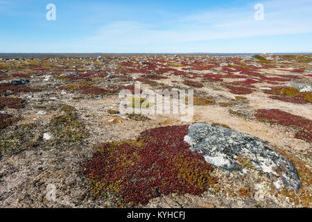 La tundra, Uva Ursina (Arctostaphylos uva-ursi ), regione Nunavik, N. Quebec vicino Ungava Bay, Canada, settembre, da Dominique Braud/Dembinsky Foto Assoc Foto Stock