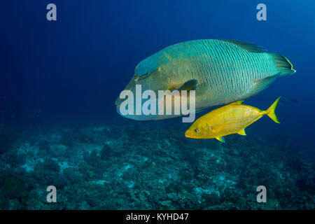 Un grande un pesce napoleone nuoto su una scogliera accompagnata da un carango - cacciano i pesci più piccoli insieme, in Misool Raja Ampat, Indonesia. Foto Stock