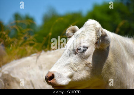 Un bianco di Bull in faccia che mostra il profilo con un morbido sfondo sfocato di alte erbe e alberi sempreverdi. Foto Stock