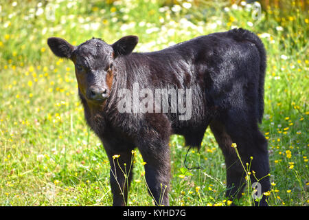 Un vitello in un campo di minuscoli fiori gialli. Ha un paio di mosche sulla sua testa. Foto Stock