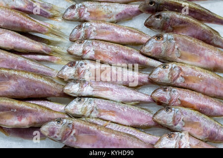 Appena catturati Unione Spratto Pesce e ghiaccio nella casella del contatore al negozio di pesce. Pesci europeo. Orizzontale. Vista dall'alto. Chiudere. Foto Stock