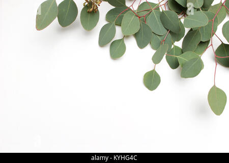 Telaio, confine fatto di verde Silver Dollar Eucalyptus cinerea foglie e rami, sfondo bianco. Composizione floreale. Stile femminile stock laici piana. Foto Stock