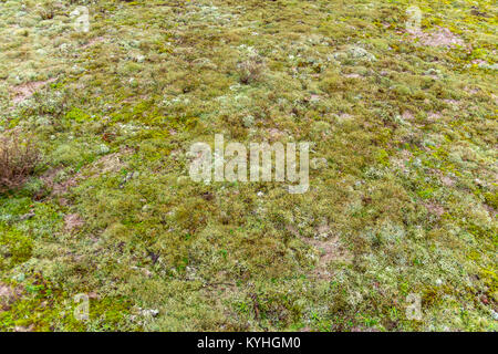 Licheni delle renne si vede vicino le dune di sabbia nella provincia olandese dello Zeeland Foto Stock