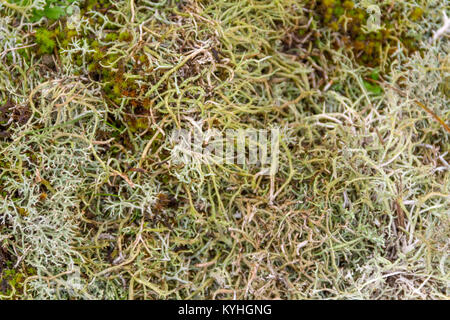 Licheni delle renne si vede vicino le dune di sabbia nella provincia olandese dello Zeeland Foto Stock